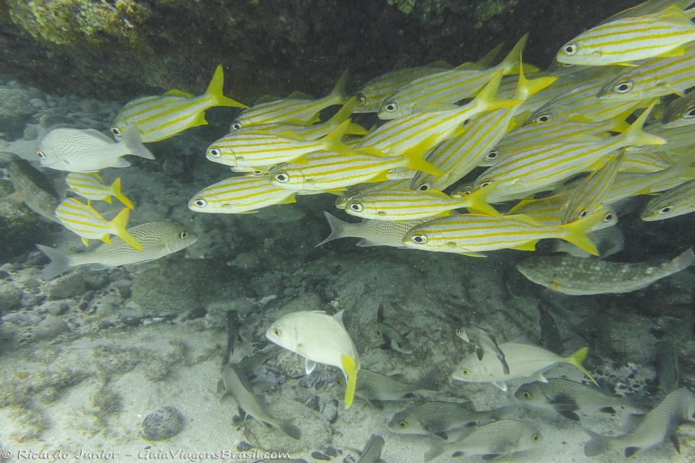 Imagem de peixes listrado de amarelo e prata nas águas de  Fernando de Noronha.